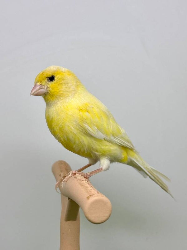 Canaris mâle**