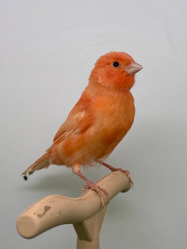 Canaris mâle**