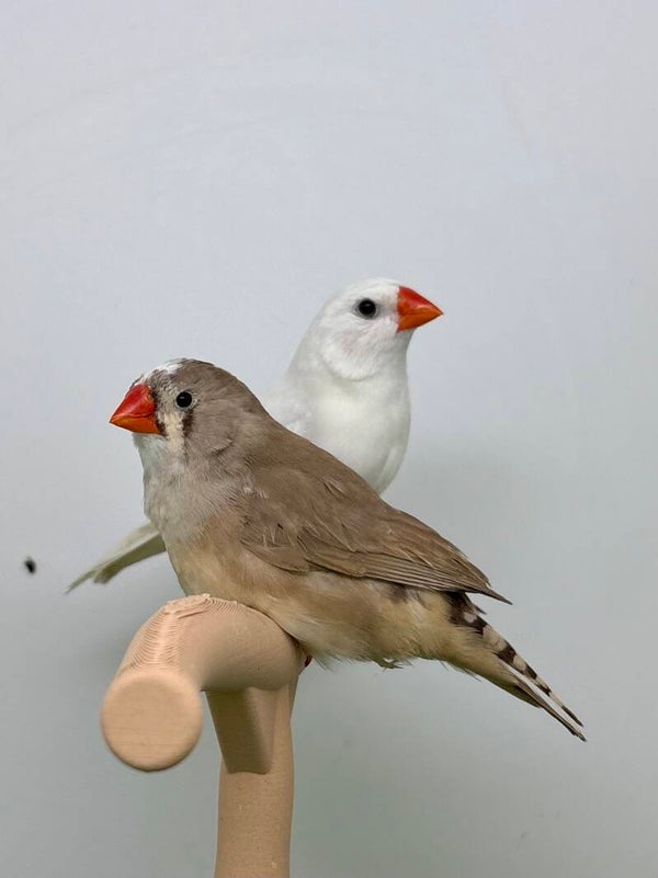Couple de mandarins