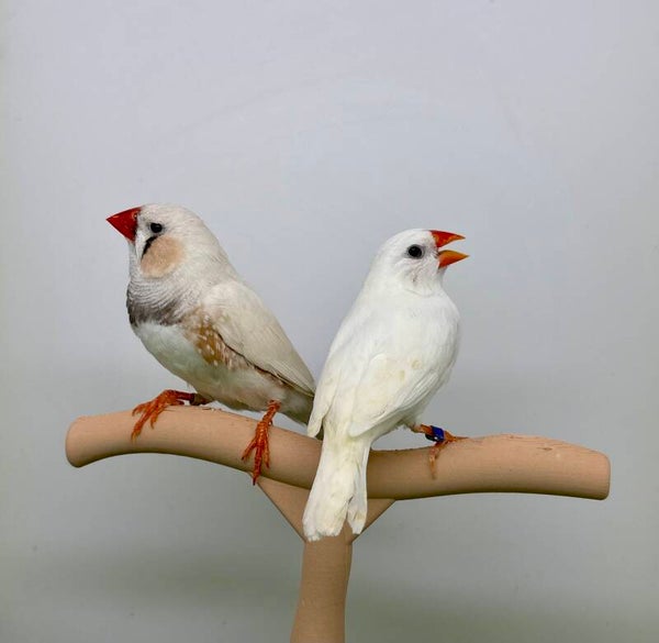 Couple de mandarins