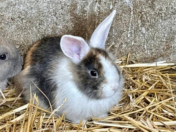 Lapin nain femelle