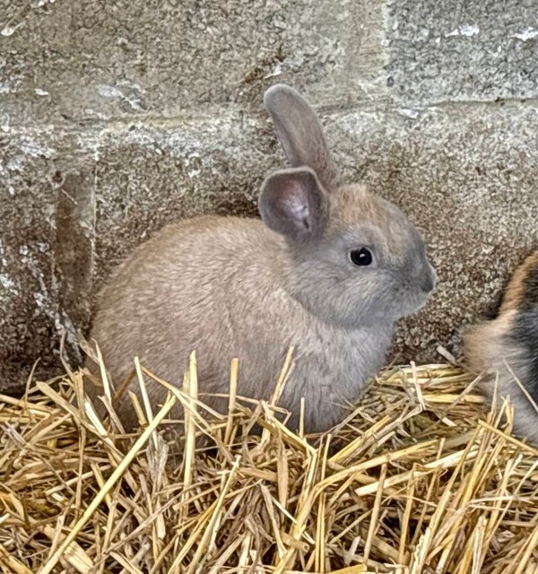 Lapin nain femelle