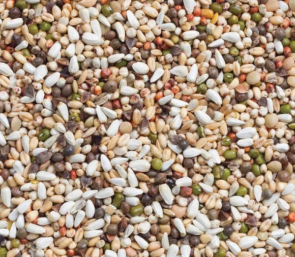 Graines à germer  : Plusieurs quantités disponibles