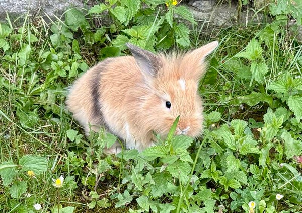 Lapin nain femelle