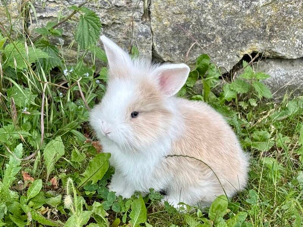 Lapin nain mâle