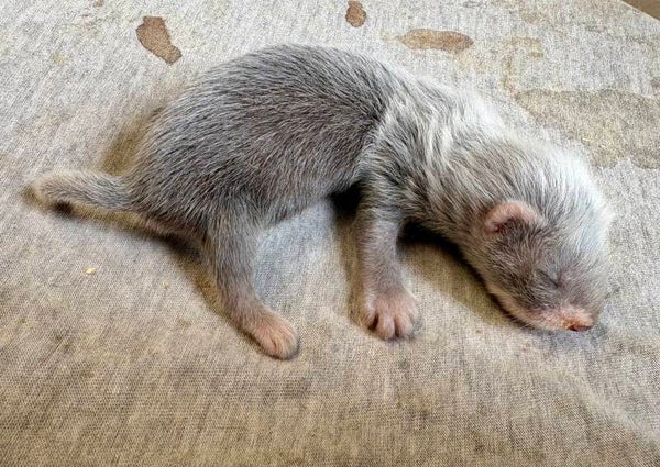 Fureton mâle 1