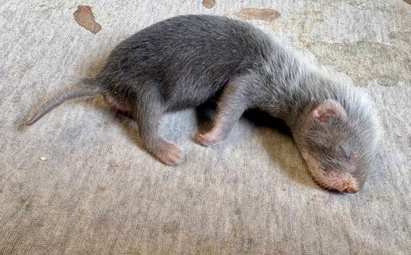 Fureton mâle 2