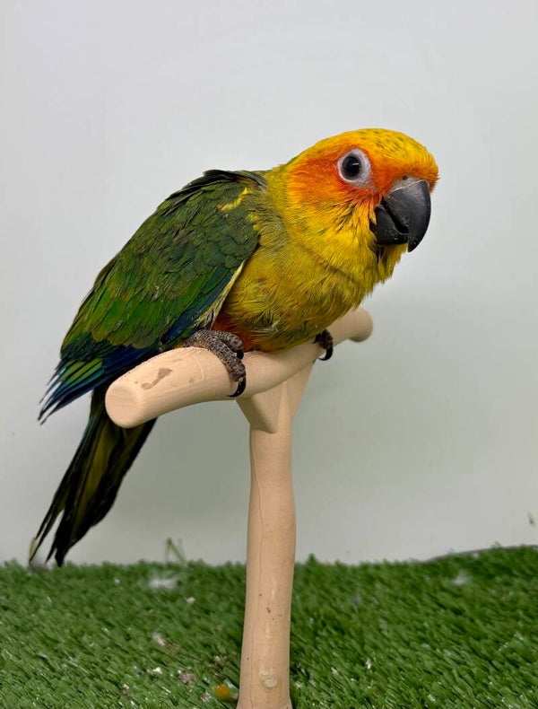 Conure soleil (186)