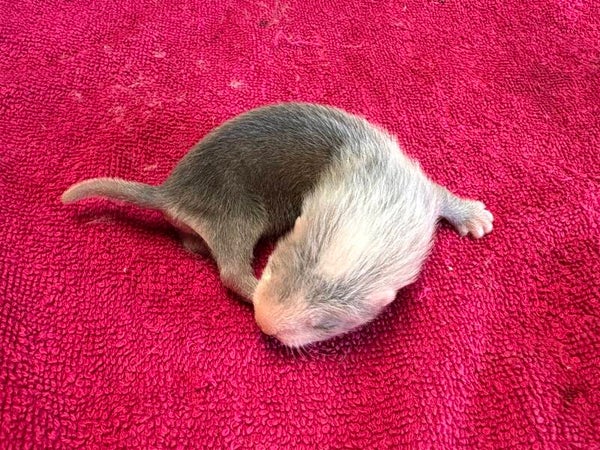 Fureton mâle  ( Franny x Kipling)