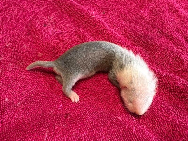 Fureton femelle ( Franny x Kipling)