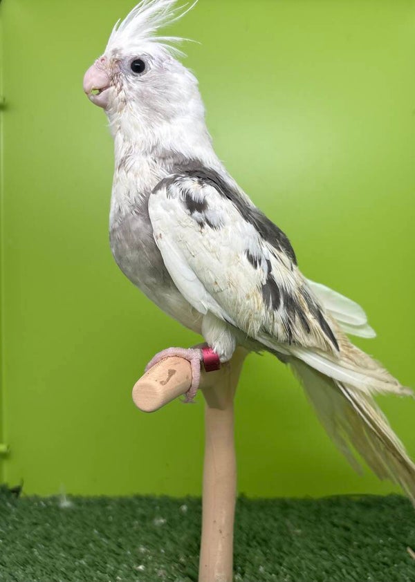 Calopsitte (R10) Mâle💙