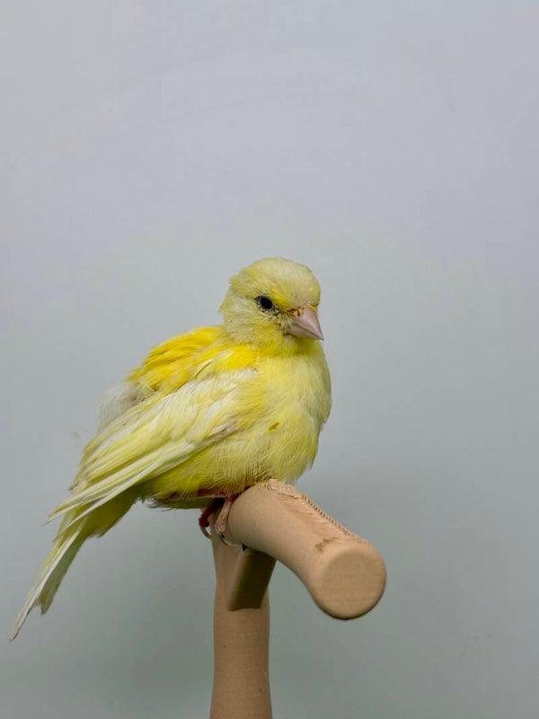 Canaris femelle**