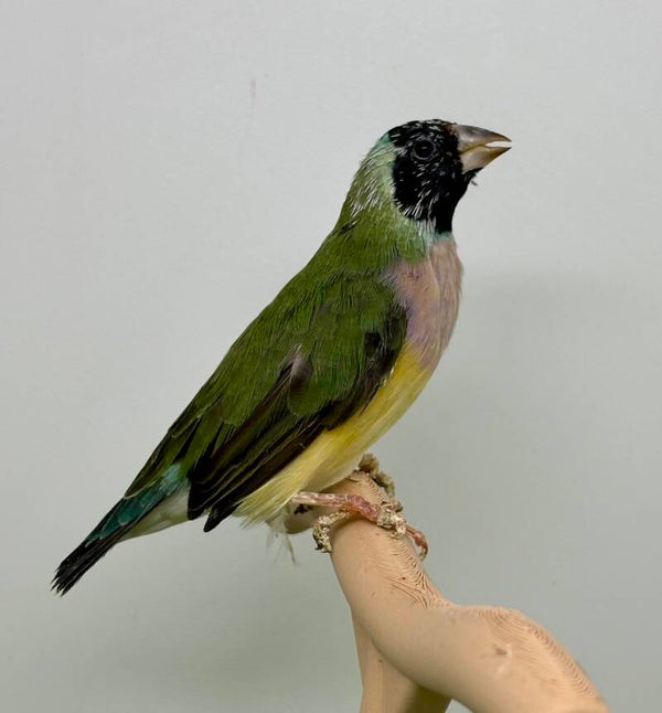 Diamant de gould