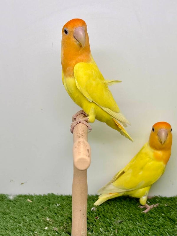 Couple** de roseicollis