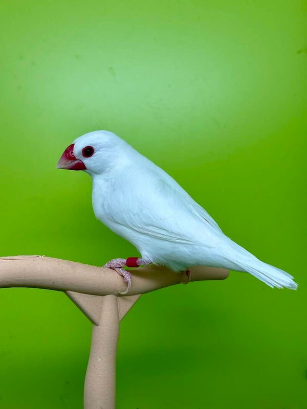 Mâle** padda