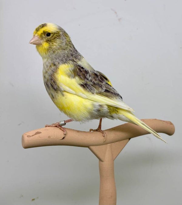 Canaris femelle**