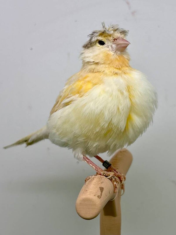 Canaris femelle**