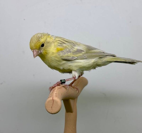 Canaris femelle**