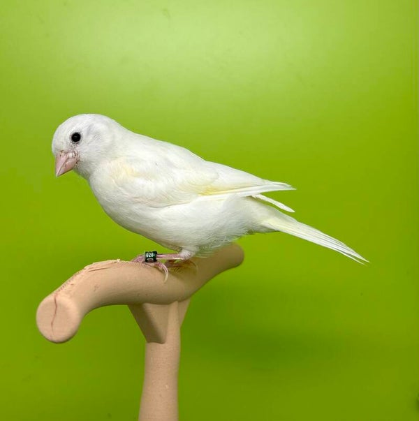 Canaris femelle**