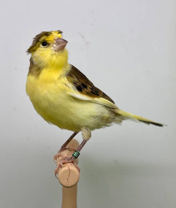 Canaris mâle**