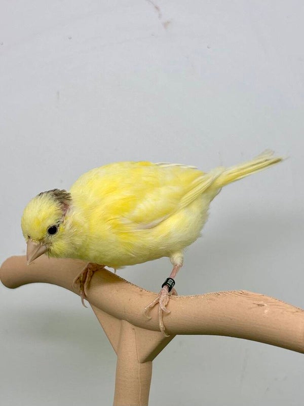 Canaris mâle**