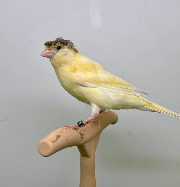 Canaris mâle**