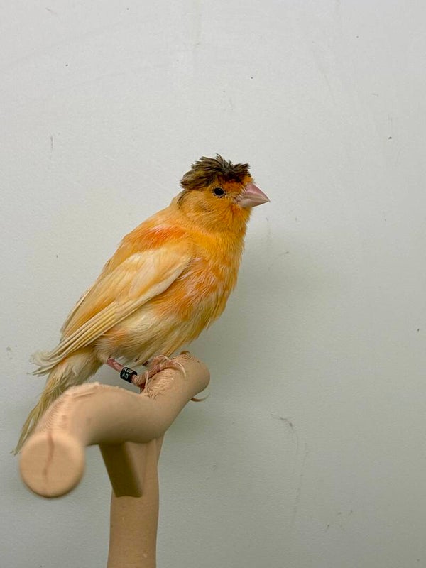 Canaris mâle**