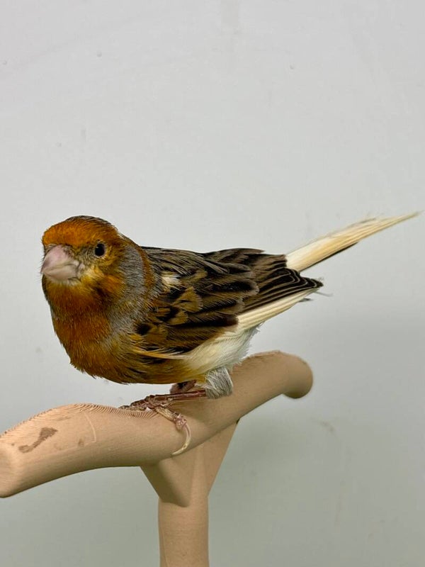 Canaris mâle**