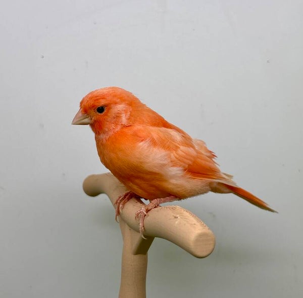 Canaris mâle**