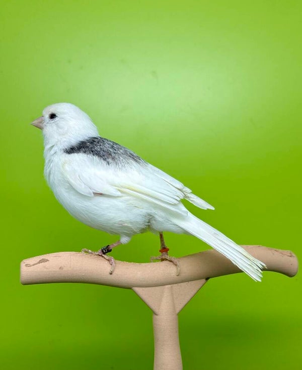 Canaris mâle**