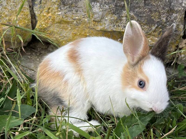 Lapin nain femelle