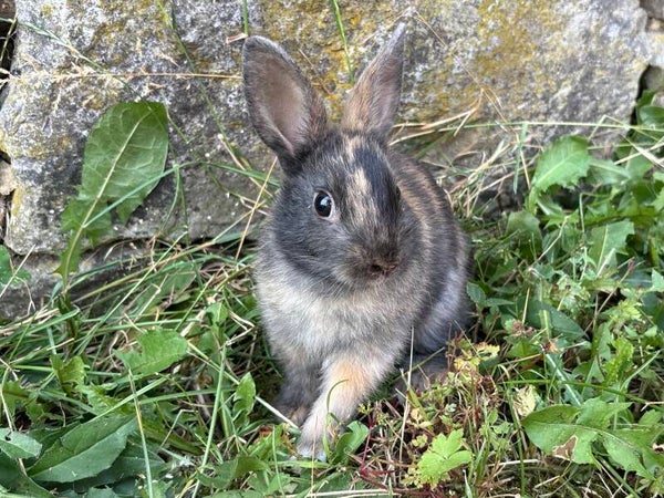 Lapin nain femelle