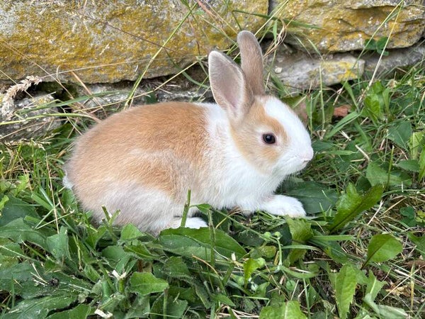 Lapin nain mâle