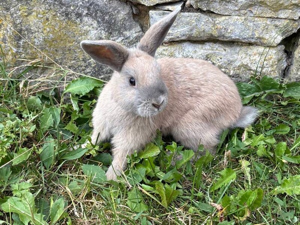 Lapin nain femelle