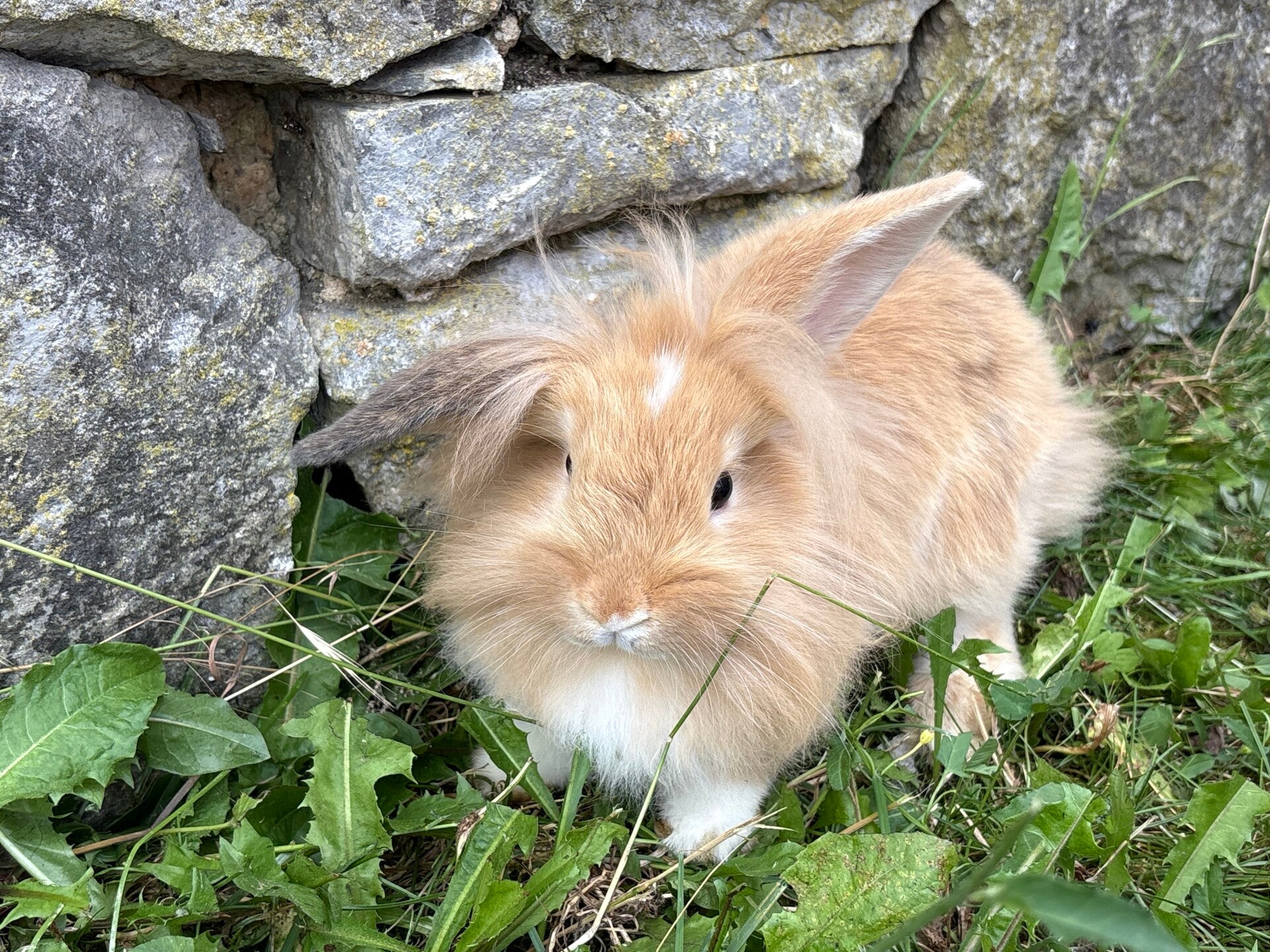 Lapin nain femelle
