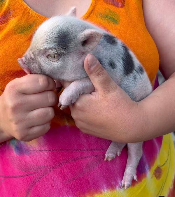 Cochon Miniature femelle 🩷