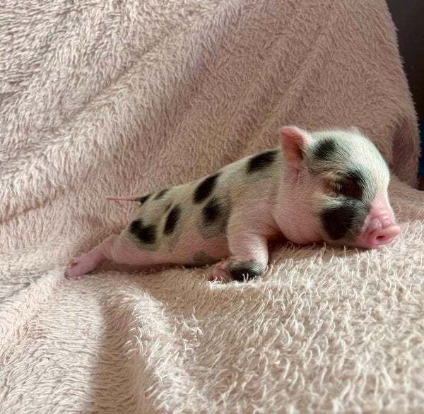 Cochon Miniature femelle 🩷