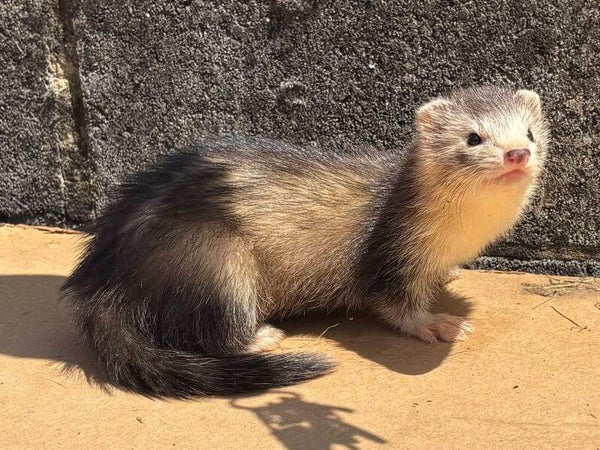 Fureton femelle zibeline foncé arlequin