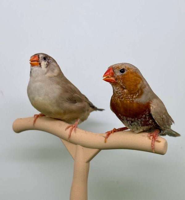 Couple** de Mandarins