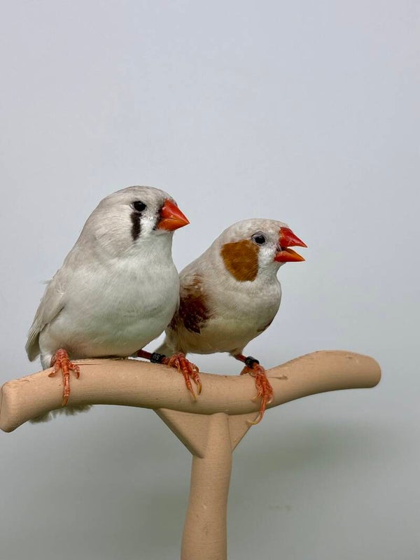 Couple** de Mandarins