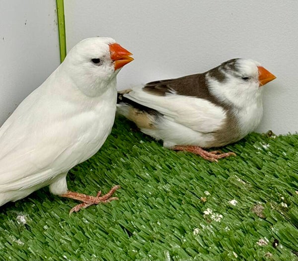 Couple** de Mandarins