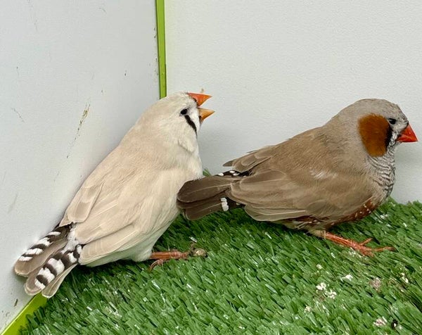 Couple** de Mandarins