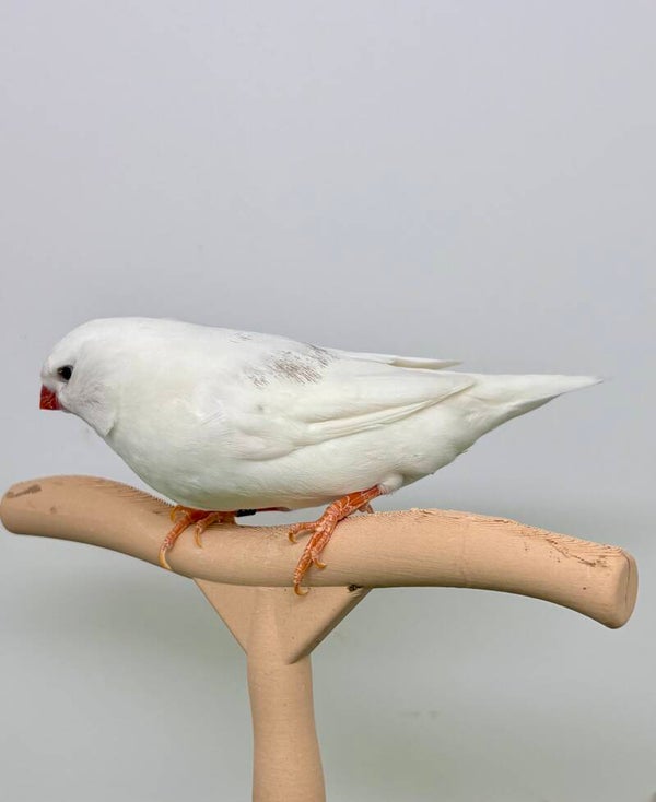 Mandarin mâle** (25131)