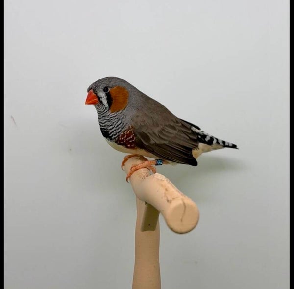 Mandarin mâle** (23112)