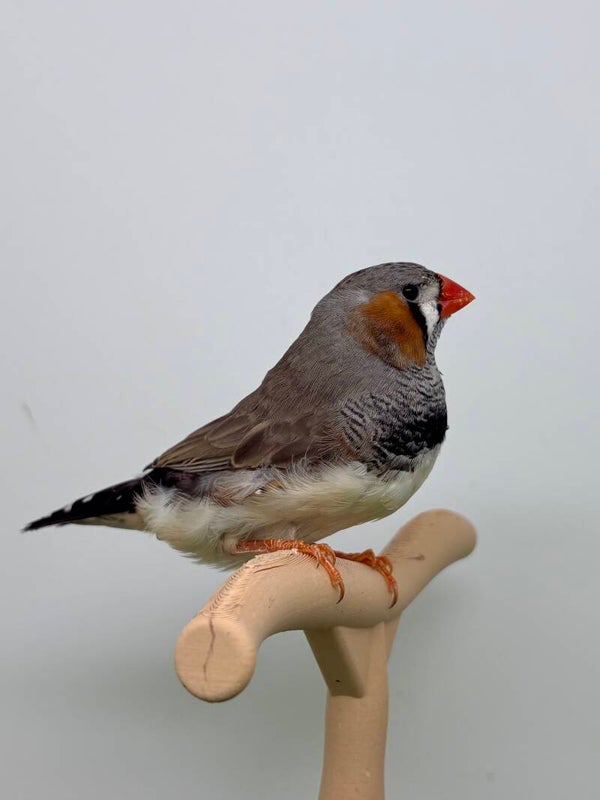 Mandarin mâle** (26265)