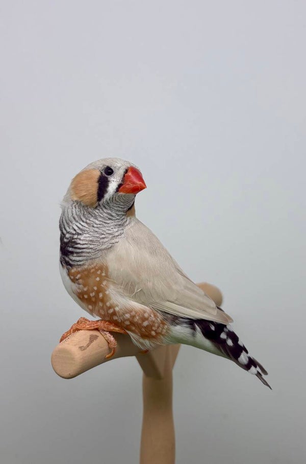Mandarin mâle**(25181)