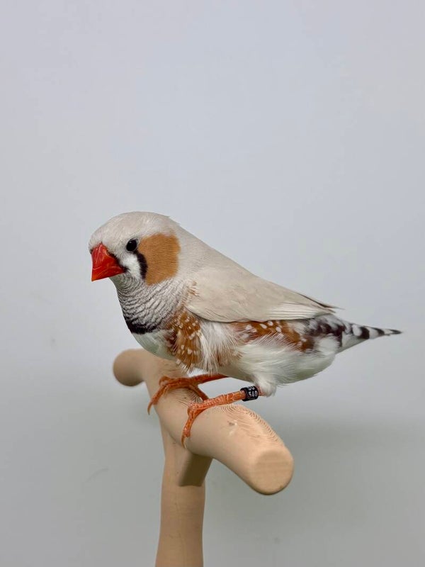 Mandarin mâle**(25073)