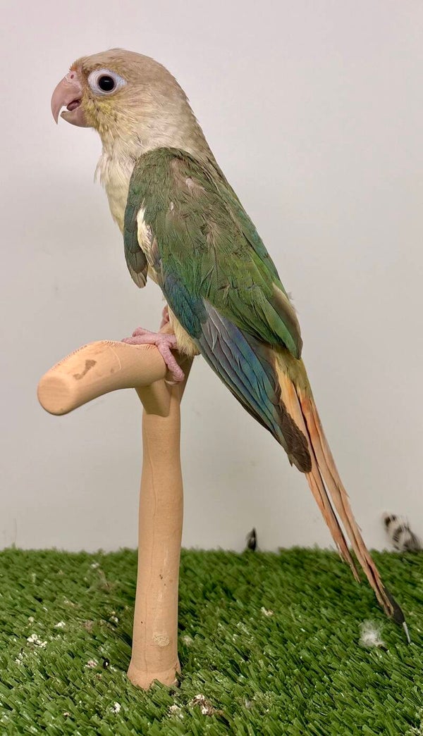 Conure de molinae Mâle 💙(Turquoise) (014)