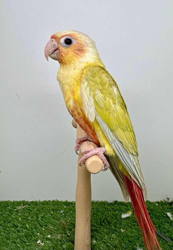 Conure de molinae
