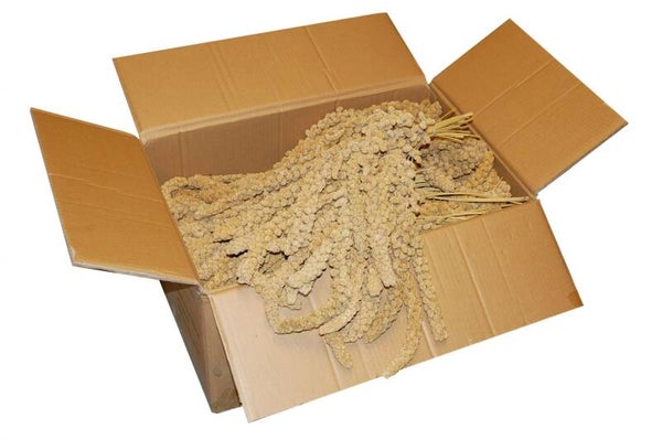 Millet en grappes 15kg